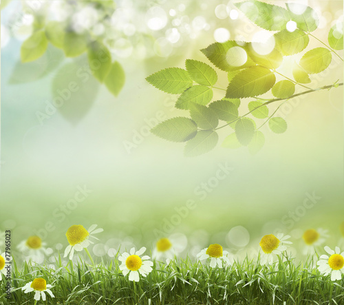 spring background with daisies. Boke