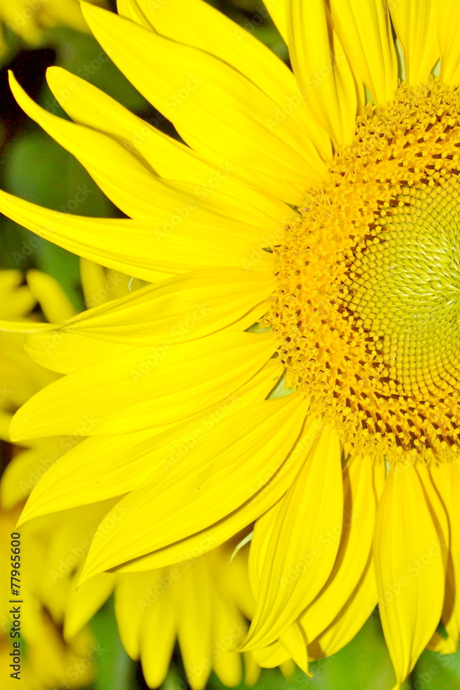 Obraz premium close-up with sunflower on a summer day