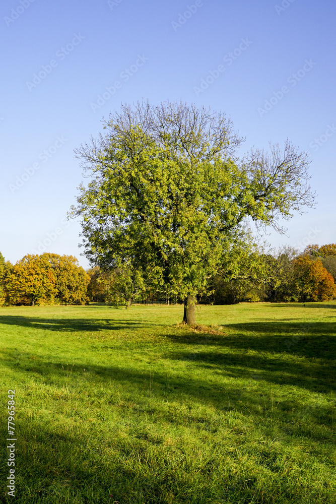 Obraz premium Herbst