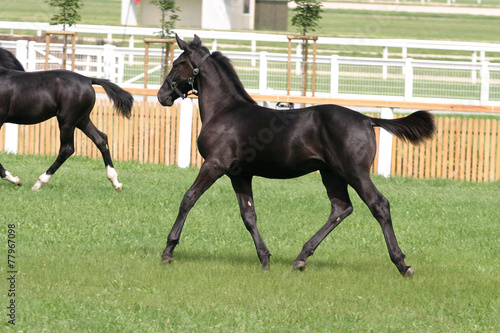 Purebred foal running across the showground