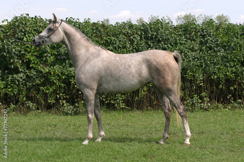 Beautiful young purebred gray arabian mare on summer pasture © acceptfoto