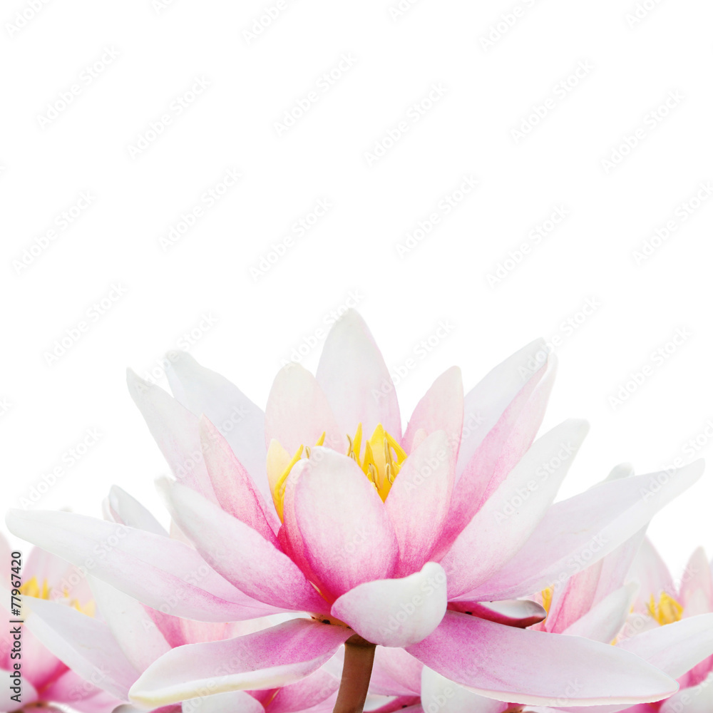 Lotus isolated Lotus isolated