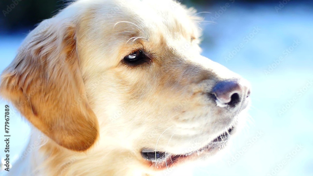 Slowmotion detail of golden retriever sniffing around Slowmotion detail of golden retriever sniffing around