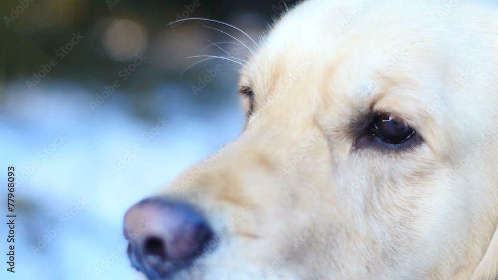 Slowmotion detail of golden retriever sniffing around Slowmotion detail of golden retriever sniffing around
