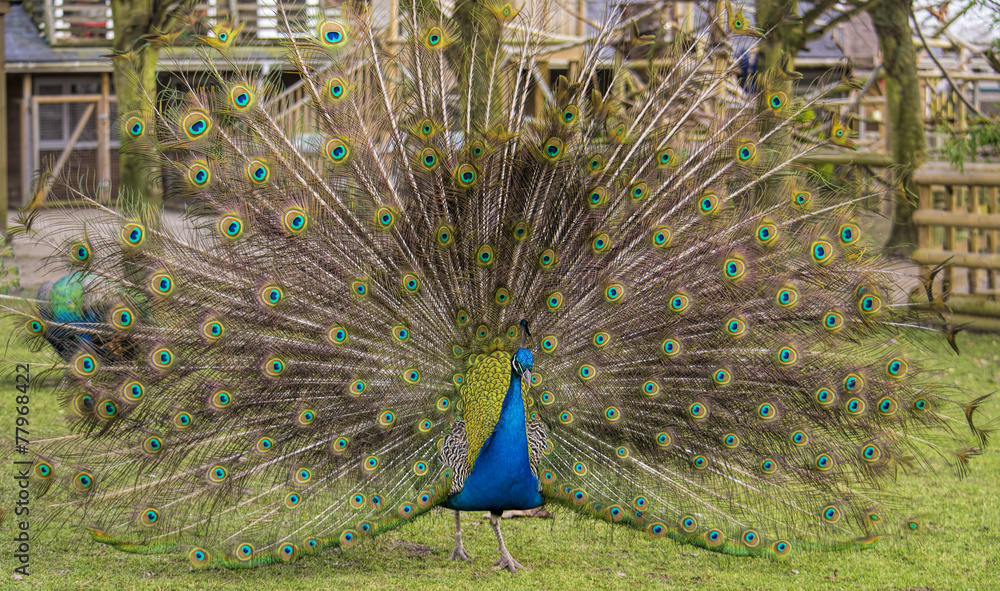 Obraz premium Male peacock