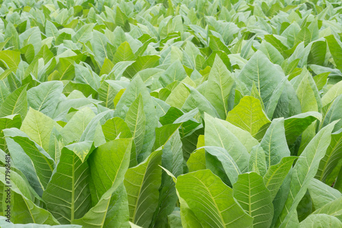 Green tobacco field Tobacco plantation.