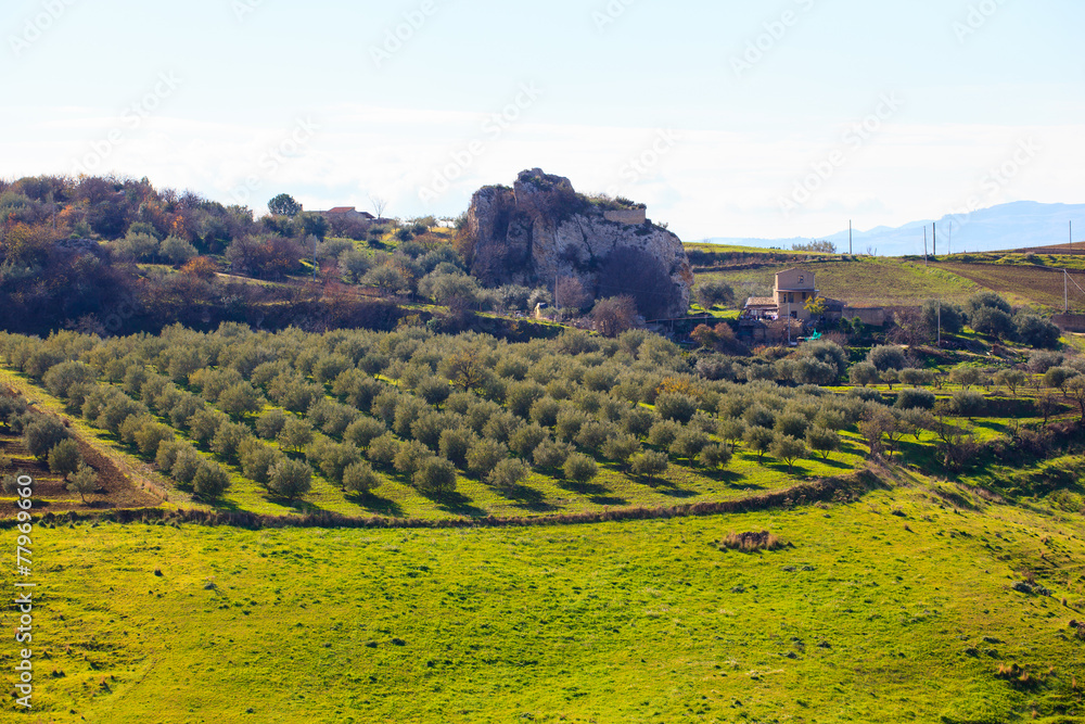 Olive tree grove