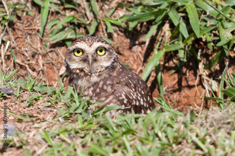 Owl chick in the nest Owl chick in the nest
