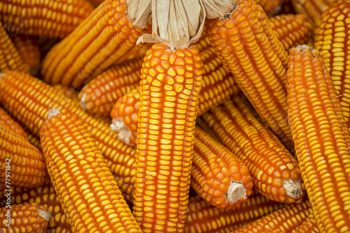 dried corn background and texture