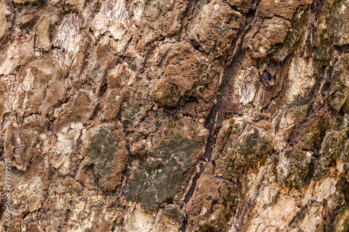 wood texture.