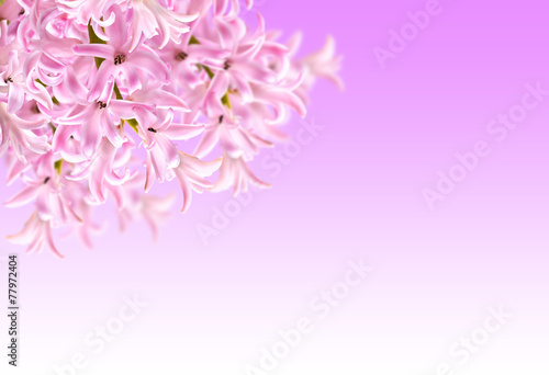 Collage of colors pink hyacinth