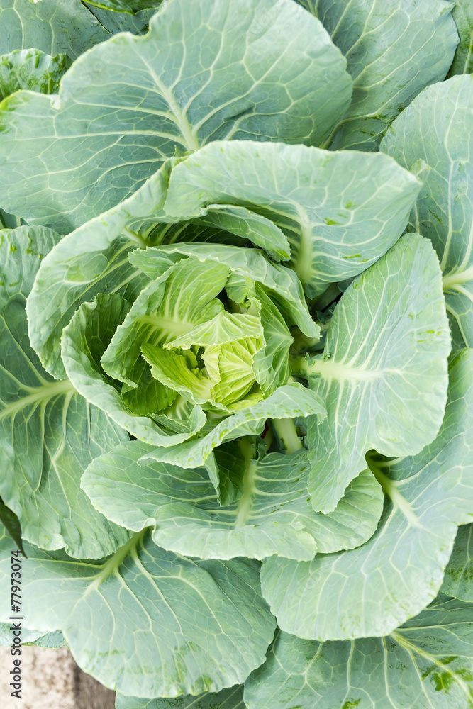 ornamental cabbage ornamental cabbage