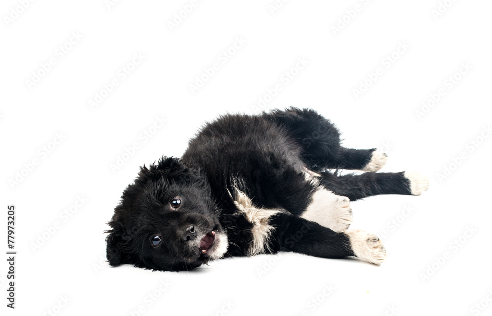 Fototapeta premium puppy isolated