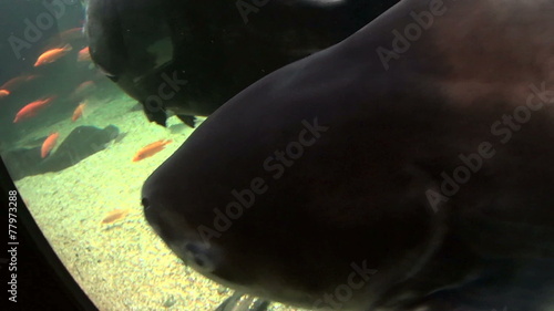 Giant catfish swimming and gliding underwater. photo