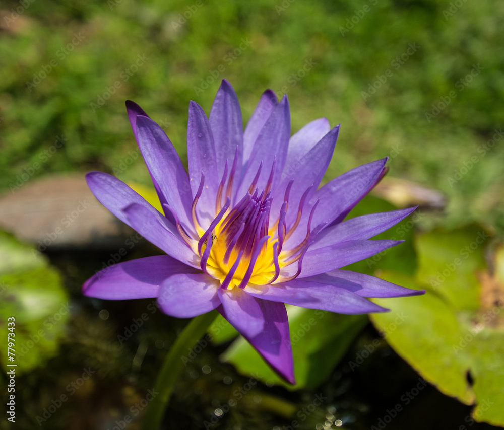Beautiful violet lotus, close-up shot. Beautiful violet lotus, close-up shot.