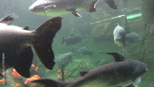 Pacu fish swimming and gliding underwater. photo