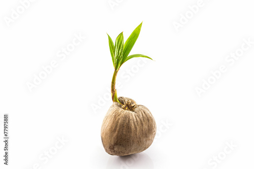 Young sprout of coconut tree.