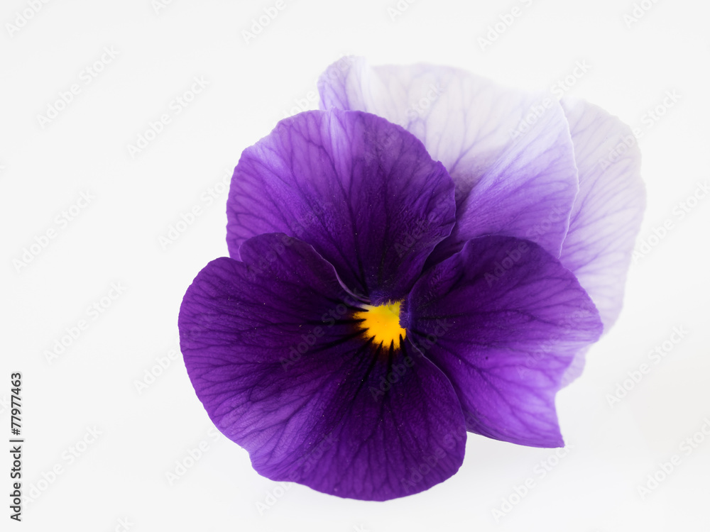 美しい紫の三色菫