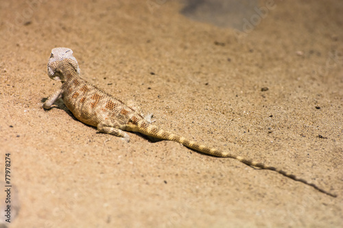 Steppe agama (Trapelus sanguinolentus) in the sand photo