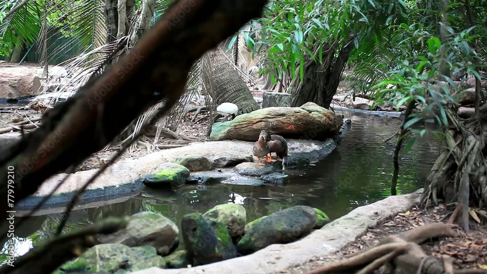 ducks and storks in the jungle. HD. 1920x1080