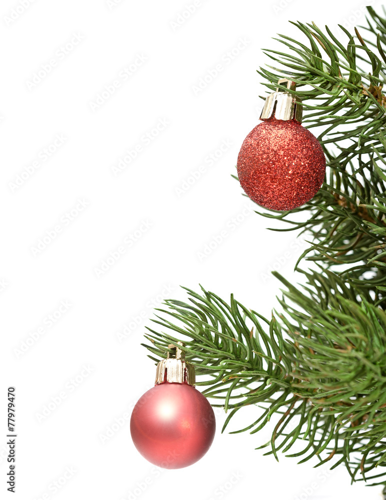 Obraz premium Christmas red balls on green spruce branch