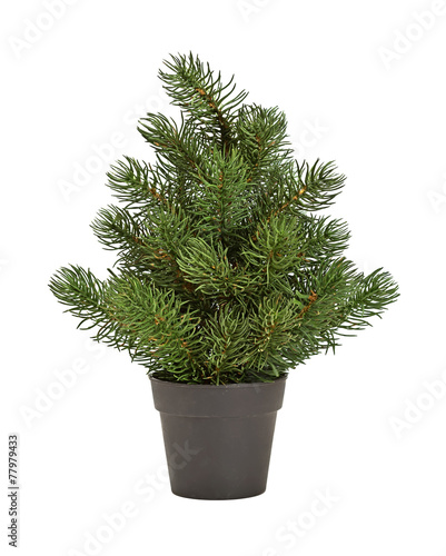 fir-tree in a black pot