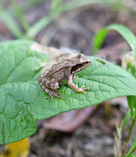 frog on a green leaf