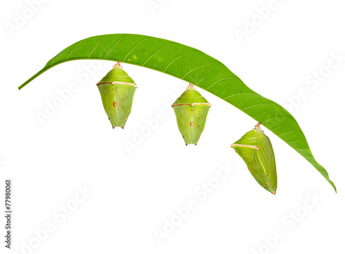 Isolated chrysalis with leaf of mango baron butterfly on white photo