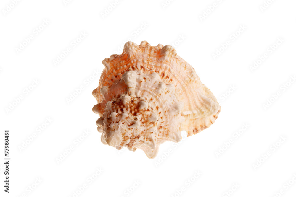 Sea shell