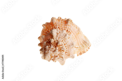 Sea shell