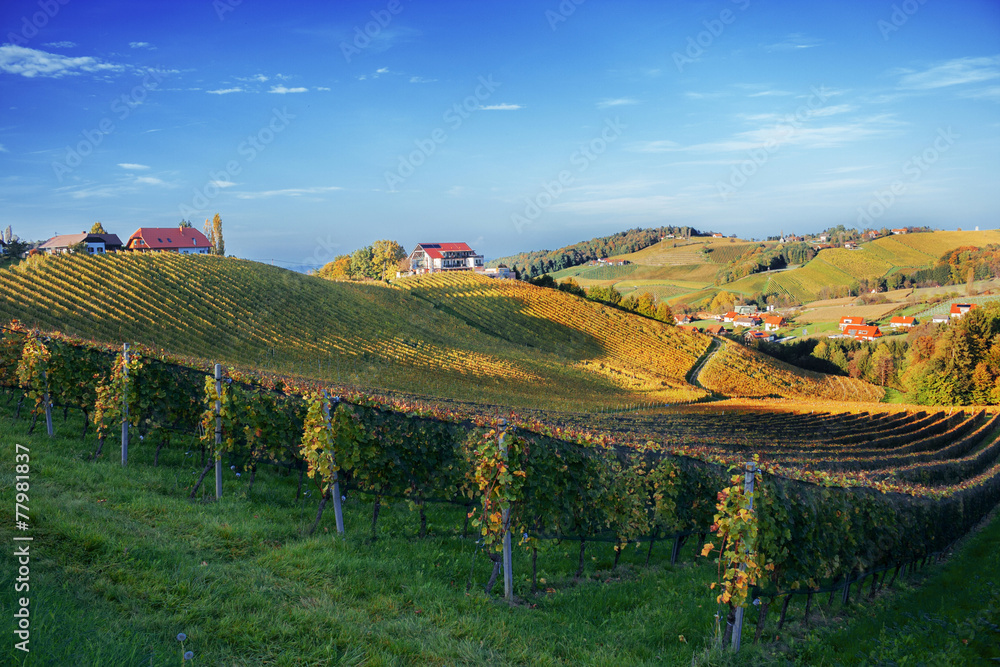 Weinberge in der Steiermark