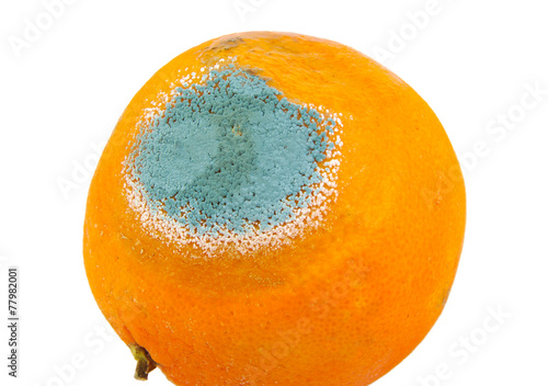 Single mouldy and rotten orange isolated on a white background