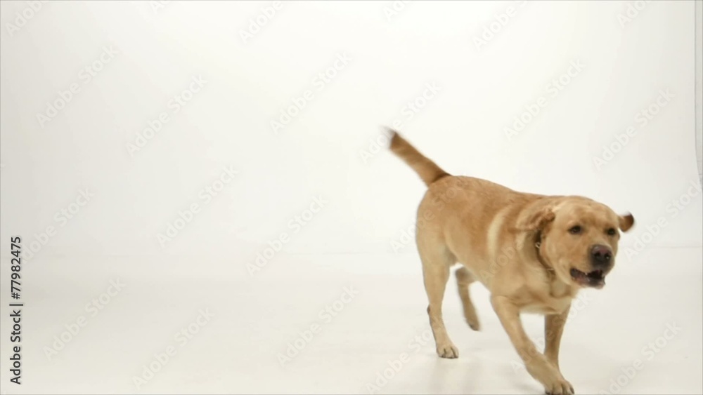 Golden labrador is playing with a ball on white background, slow Golden labrador is playing with a ball on white background, slow