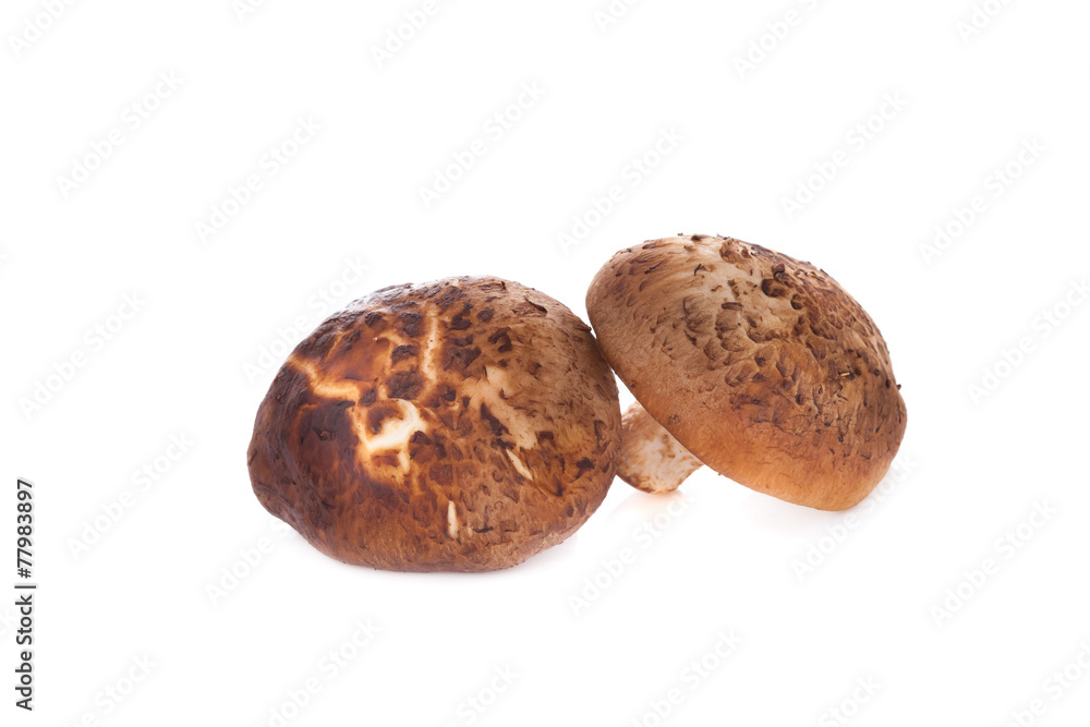 Shiitake mushroom on the White background Shiitake mushroom on the White background