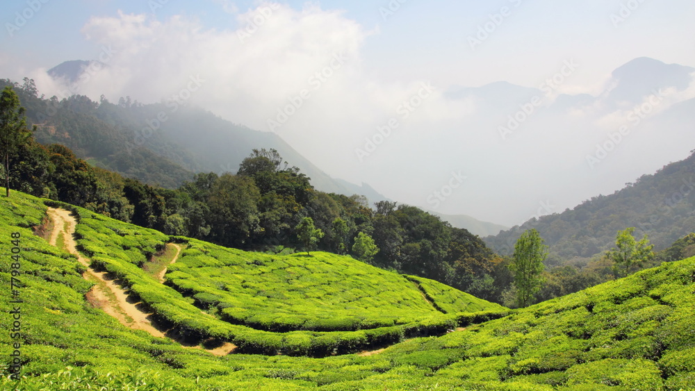 mountain tea plantation in Munnar Kerala India - timelapse 4k mountain tea plantation in Munnar Kerala India - timelapse 4k