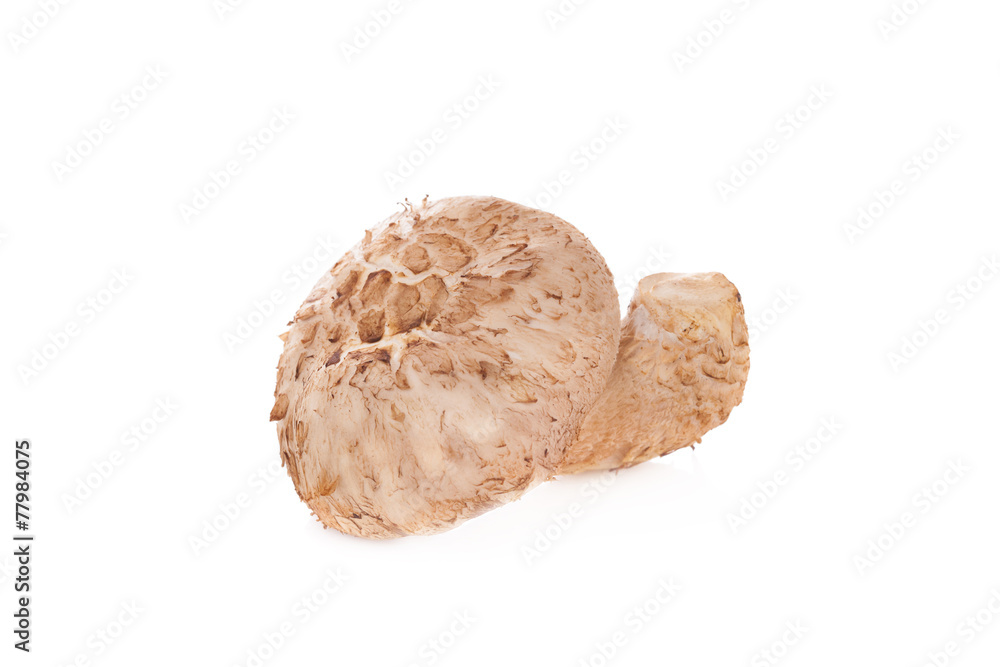 Shiitake mushroom on the White background Shiitake mushroom on the White background