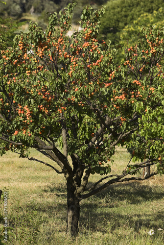 Prunus armeniaca, variete Bergeron, Abricotier photo