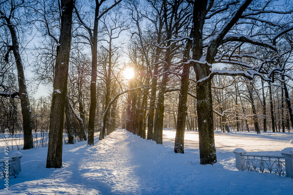 Winter sun in park Winter sun in park