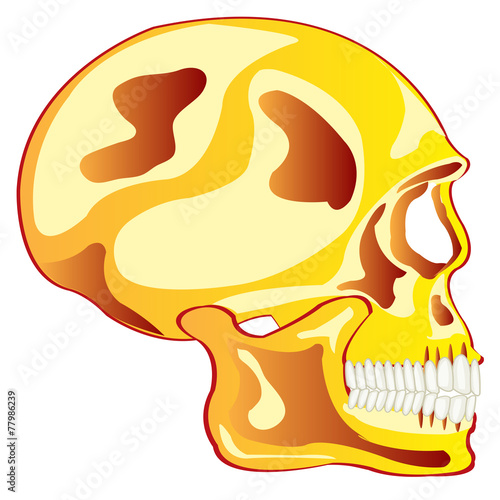 Skull from gild in profile