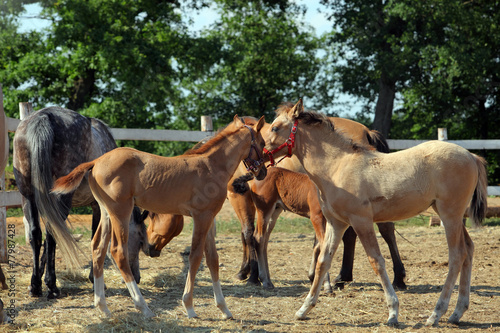 Haflinger horses standing in paddock © horsemen