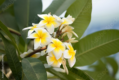 white and yellow frangipani flowers with leaves