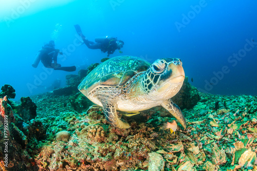 Green Turtle and SCUBA divers