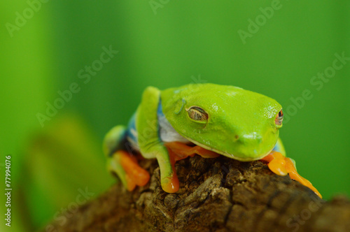 Red eyed tree frog photo