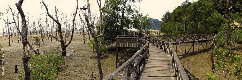 Fototapeta premium Park Narodowy Bako, Borneo Malezja