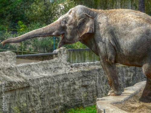 l'éléphant photo