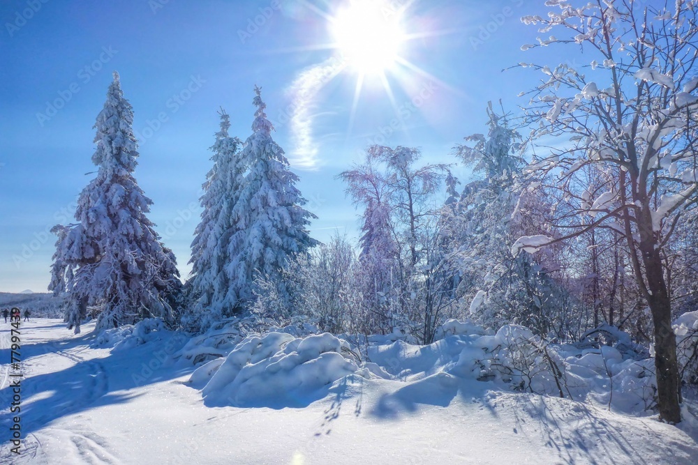 Obraz premium Winterwald mit Sonne - forest in winter ans sun 01