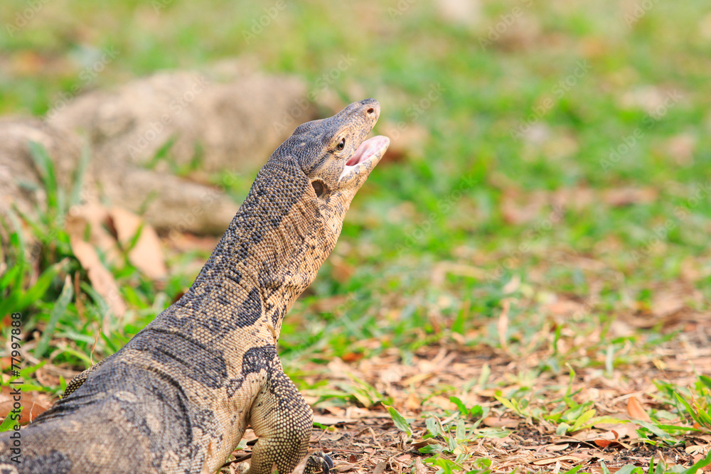 Obraz premium close up face of Water monitor Varanus salvator open mouth and l