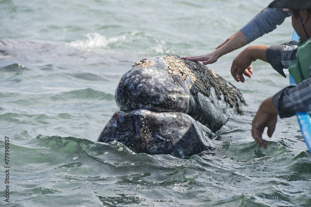 Fototapeta premium grey whale approaching a boat