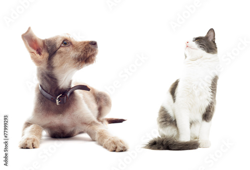 cat and dog looking up