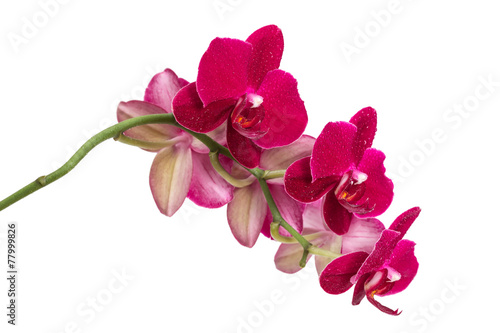 Orchid flower red color © Nataliia Pyzhova